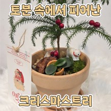토분 속에서 피어난 '크리스마스트리'